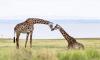 5 Days Tanzania Camping Safari